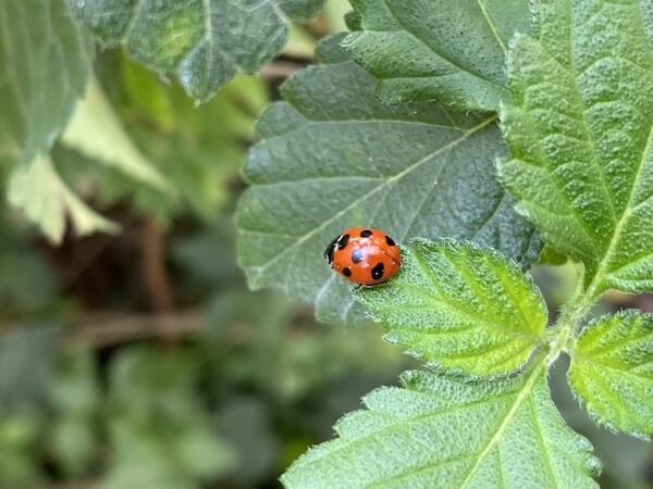 てんとう虫の雑学